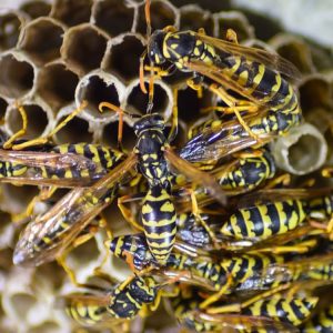 guepes désinsectisation cafards blattes punaises guêpes