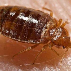 punaise désinsectisation cafards blattes punaises