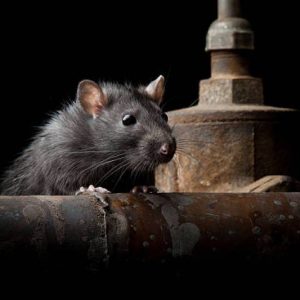 rat dératisation
