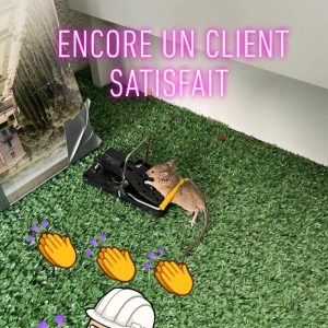 tapette à rat dératisation